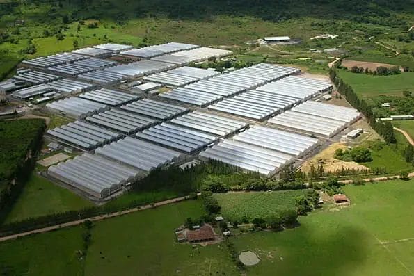 Entrevista con Juan Roberto Barillas, Gerente General de Floricultura y Compañía Limitada