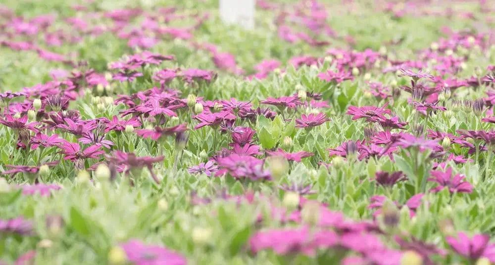 floricultura ballhort 2